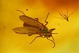 Four Fossil Flies (Diptera) In Baltic Amber #170022-2
